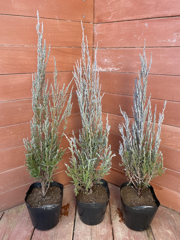 楽天市場】スカイロケット3本セット【コニファー 北欧スタイル 庭木