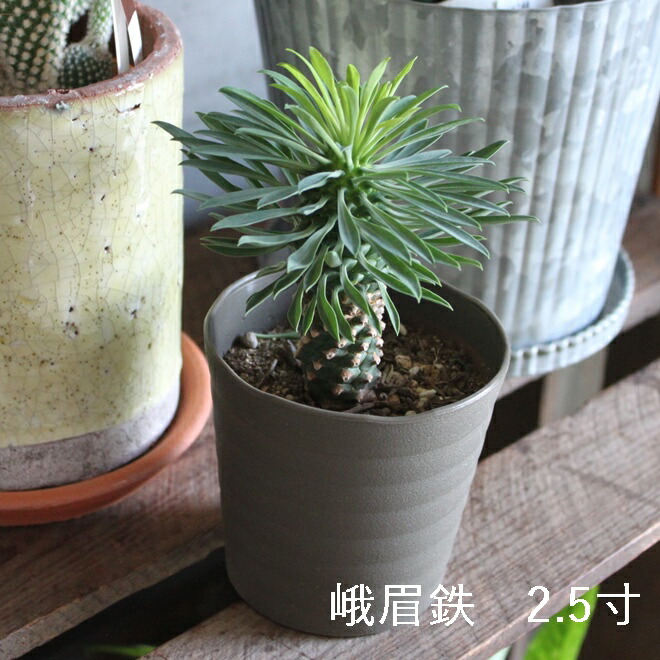 楽天市場】【SS限定☆エントリーで＋P10倍＆MAX15％OFFクーポン