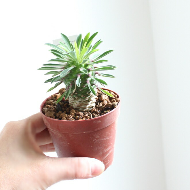 楽天市場】【SS限定☆エントリーで＋P10倍＆MAX15％OFFクーポン