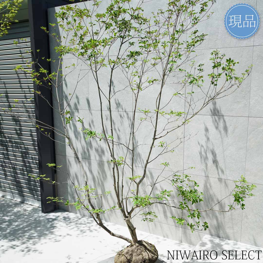 楽天市場】【現品】山採り【大型ドウダンツツジ】灯台躑躅 本株立ち