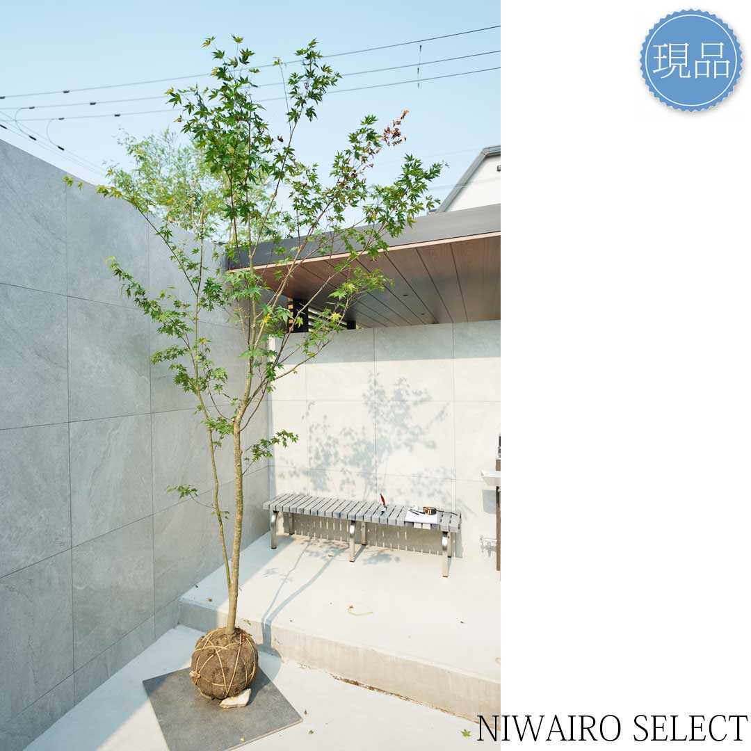 楽天市場】【現品】山採り【イロハモミジ】紅葉 株立ち 自然風樹形