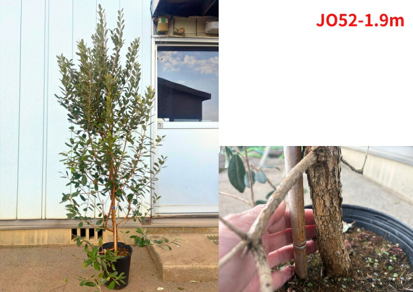 楽天市場】【現品発送】フェイジョア(アポロ) 8号 樹高1.8-2.3m(鉢底