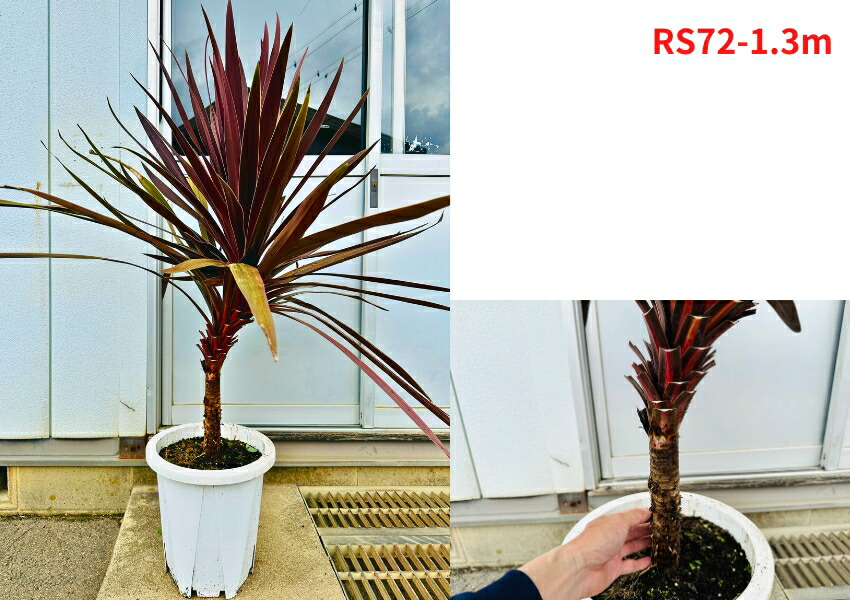 楽天市場】【現品発送】コルジリネ(コルディリネ) レッドスター10号鉢