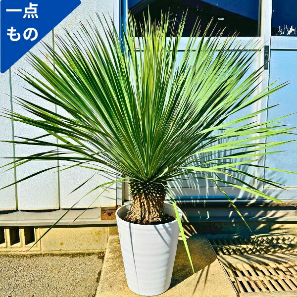 楽天市場】【一点もの】ユッカ ロストラータ 10号 1.1m(鉢底から) 幅