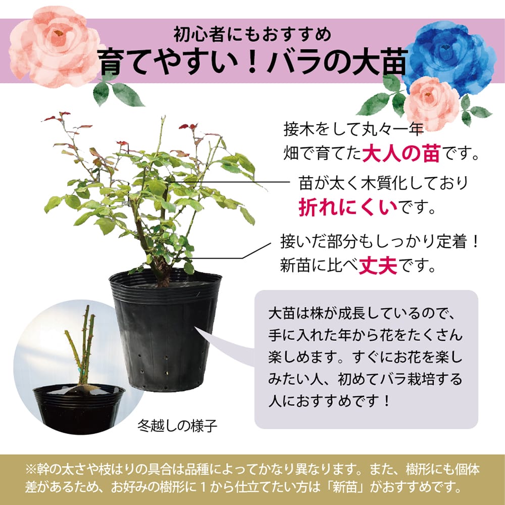 楽天市場】四季咲きバラ苗 【マチルダ】 2年生大苗 : 苗木部 by 花