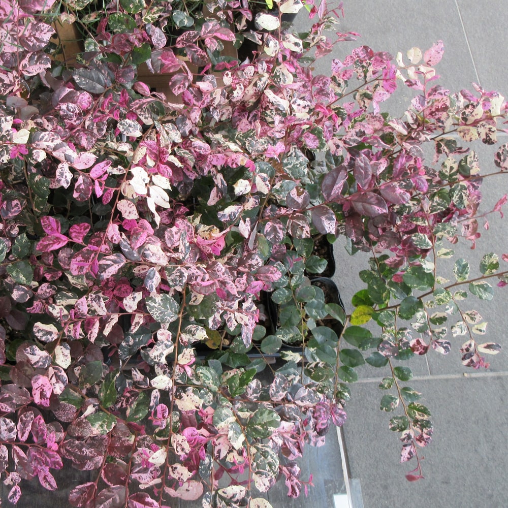 楽天市場】トキワマンサク 【七彩】 5号ポット苗 【ハナヒロバリュー