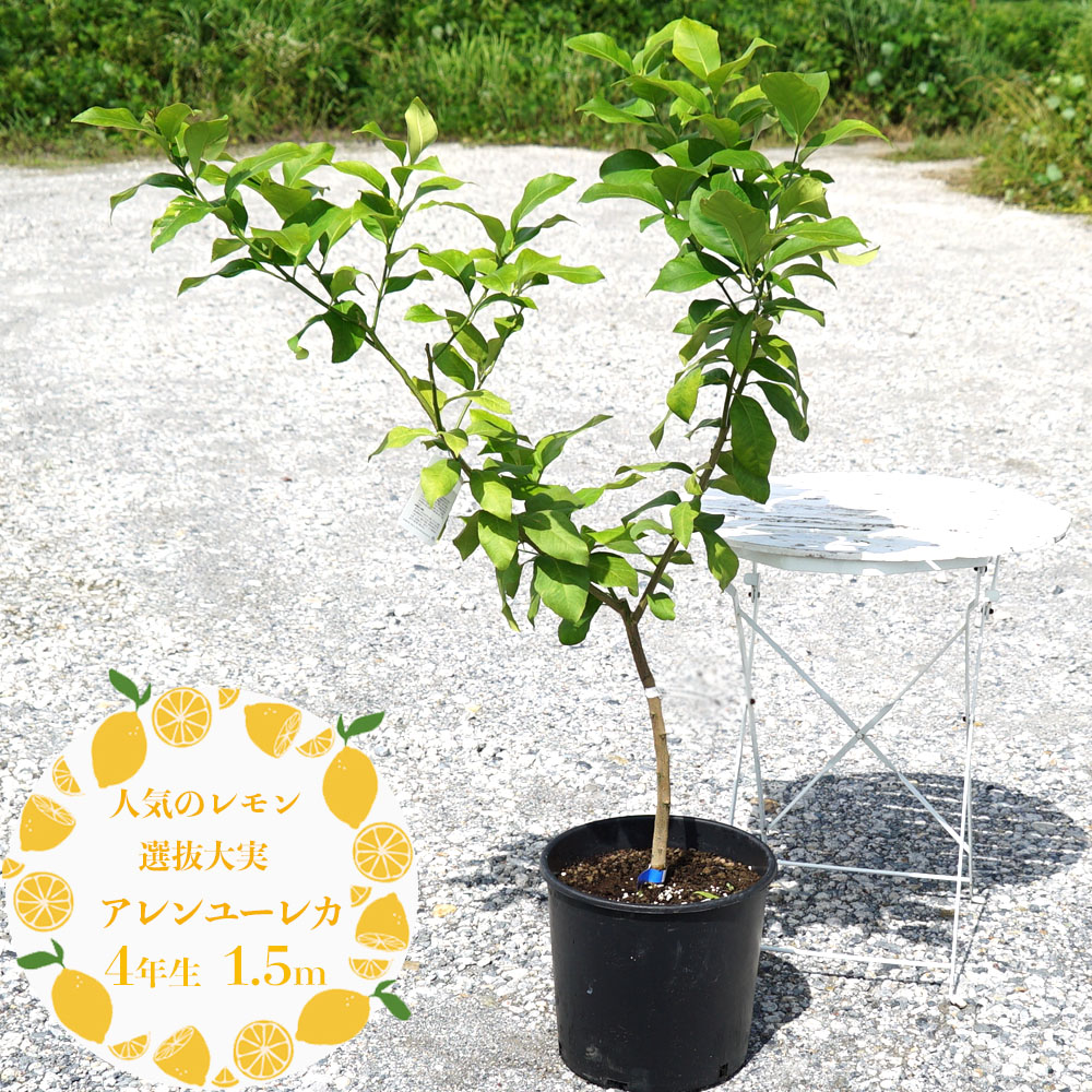 スイングルシトルメロ【4年生 大苗】 Yahoo!オークション -「スイングルシトルメロ」の落札相場・落札価格