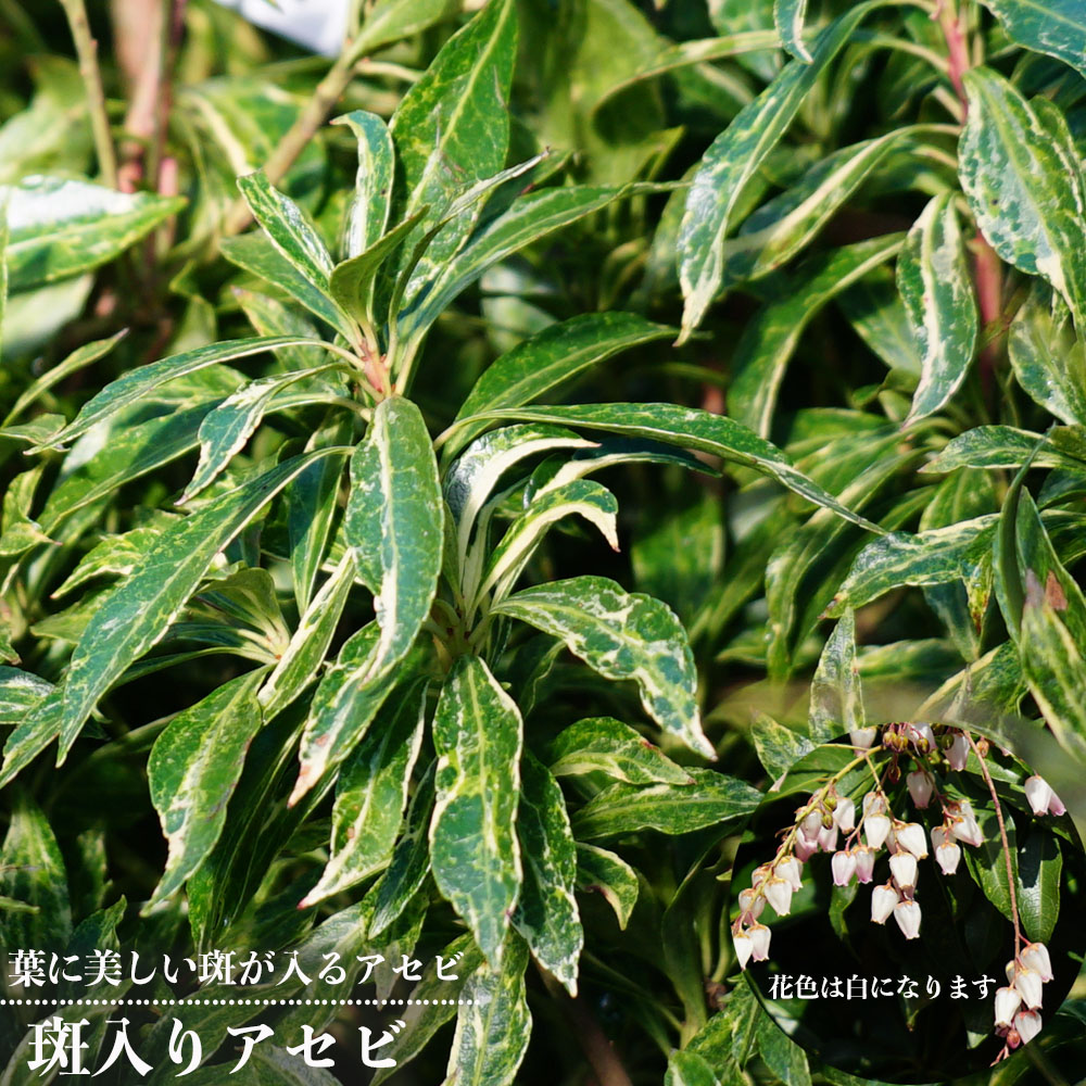 楽天市場】【斑入りアセビ】 根巻き または ポット苗 : 苗木部 by 花