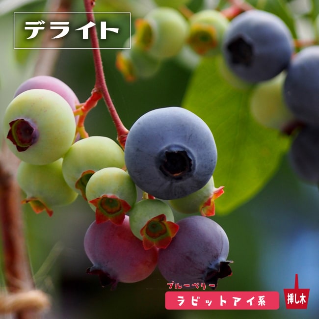 楽天市場】【デライト】 ラビットアイ系 2年生挿木苗 ブルーベリー苗木