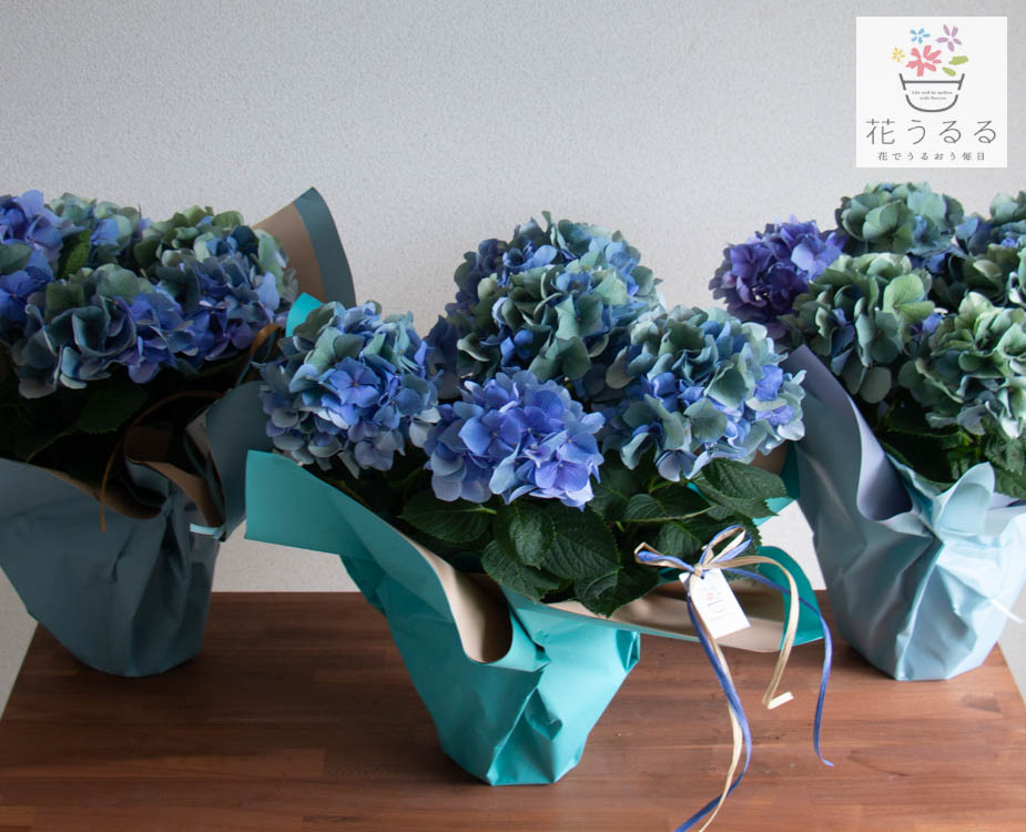 楽天市場】＼花うるるだけの先行予約／秋色アジサイの匠「鬼木氏」の極