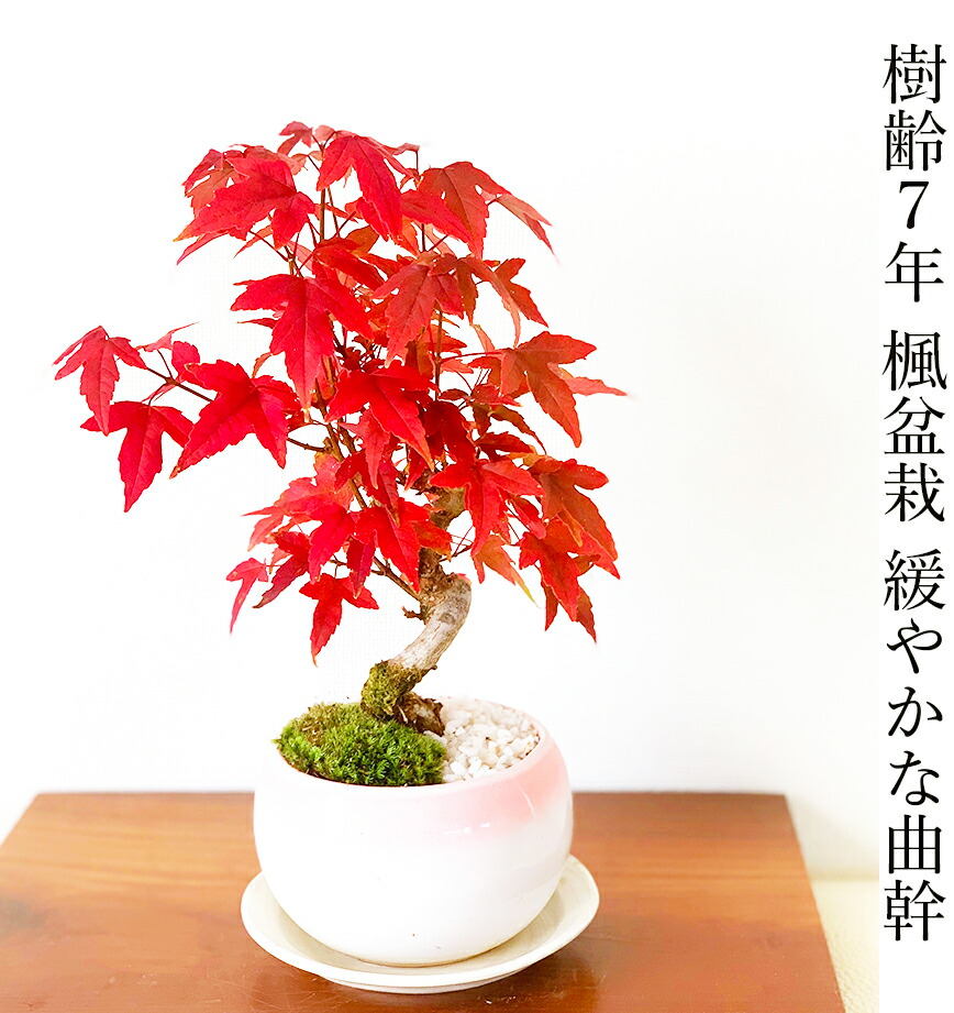 楽天市場】もみじ かえで 一級品 樹齢7年 楓 ミニ盆栽盆栽 もみじ ミニ