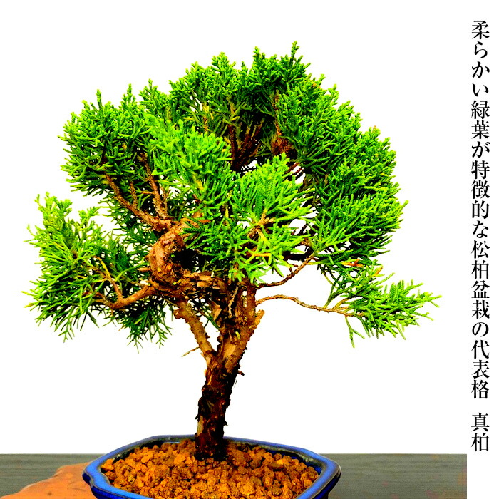 楽天市場】盆栽 真柏 樹齢5年 特撰 曲付 紀州 真柏 盆栽 Wプレゼント