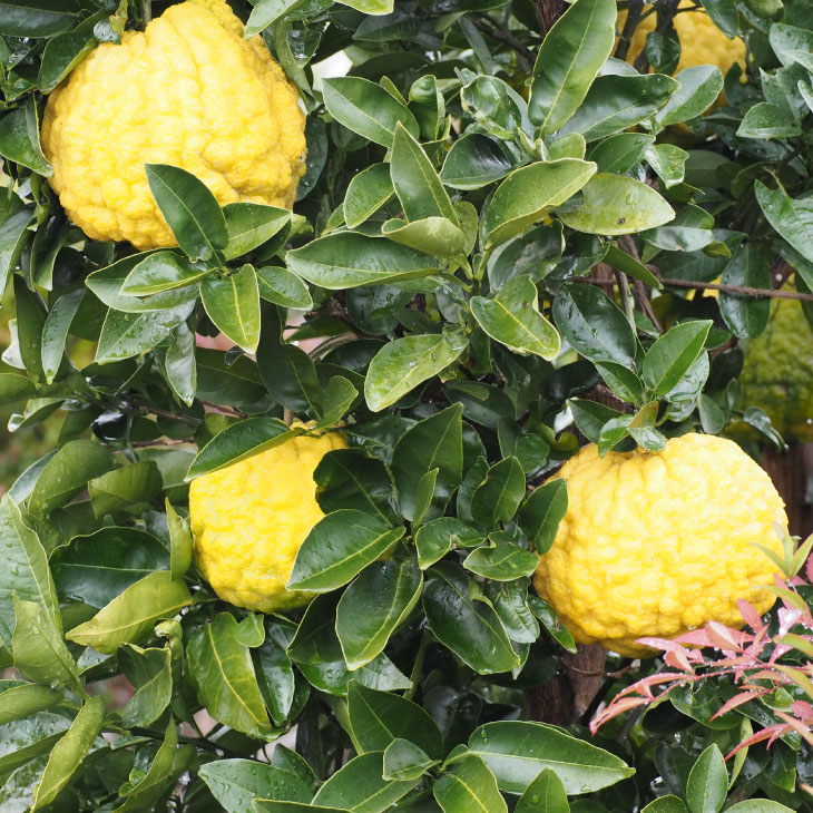 楽天市場】◇送料無料◇ □優良2年生大苗□ ゆず 苗 【獅子柚子 （しし