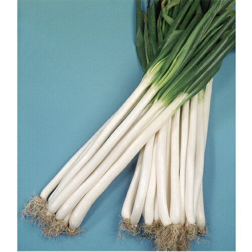 楽天市場】根深ネギ 種 『冬月の雫』 トキタ種苗 : 種兵ネットショッピング