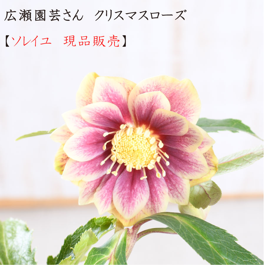 楽天市場 | Fleur Town 吉本花城園 - クリスマスローズの世界