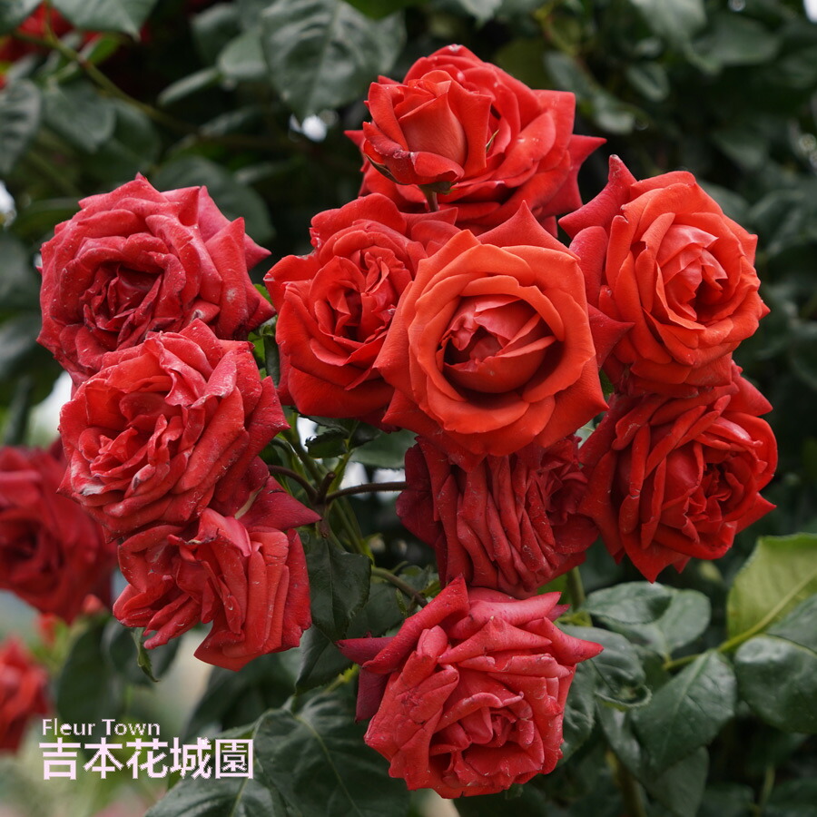 rose-183-1.jpg
