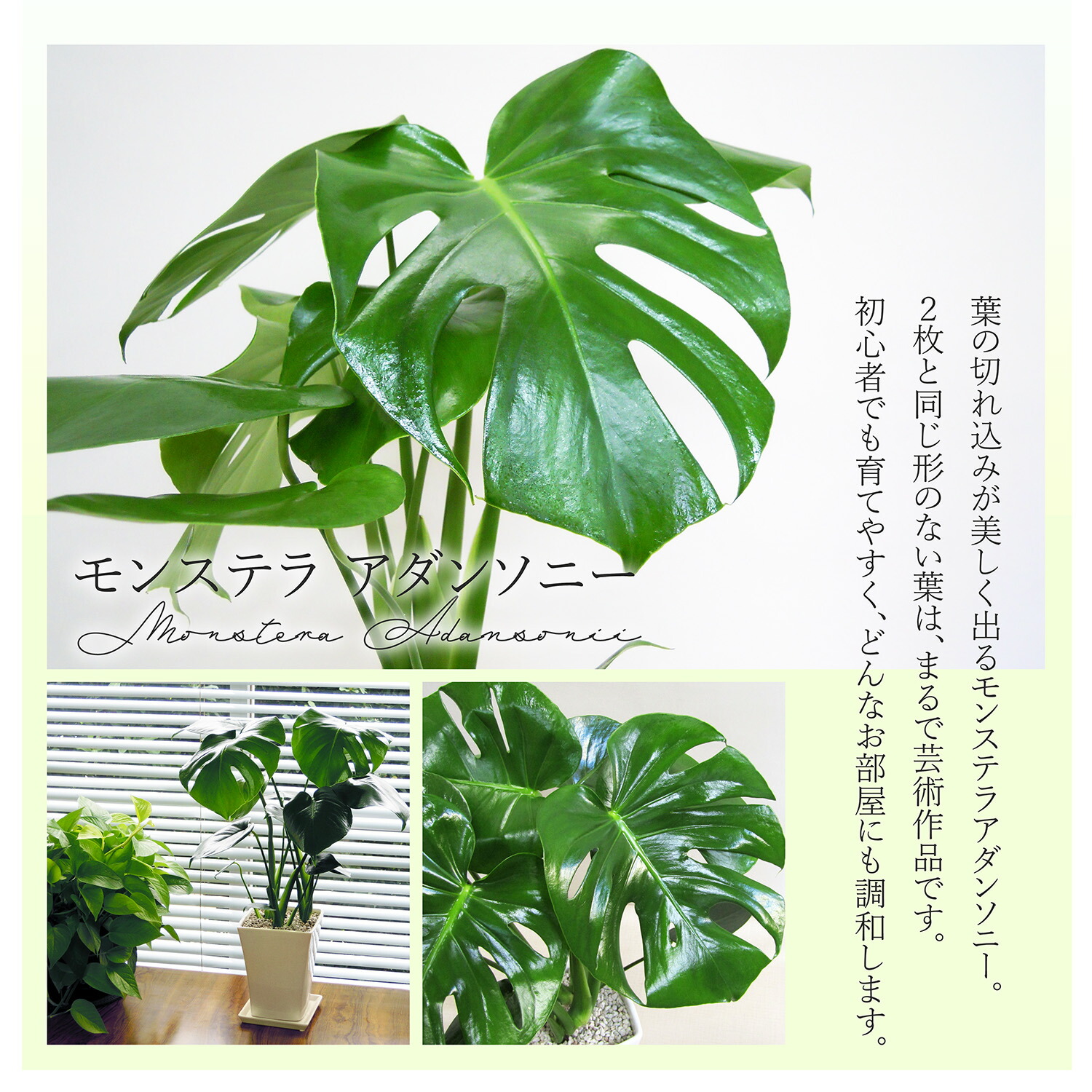 楽天市場】G□観葉植物□【送料無料】モンステラ□14cmスクエア