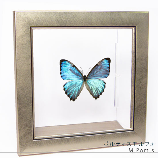楽天市場】昆虫標本 蝶の標本 ポルティスモルフォ メタリック調ライト