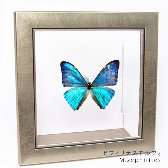 楽天市場】昆虫標本 蝶の標本 ゼフィリテスモルフォ メタリック調