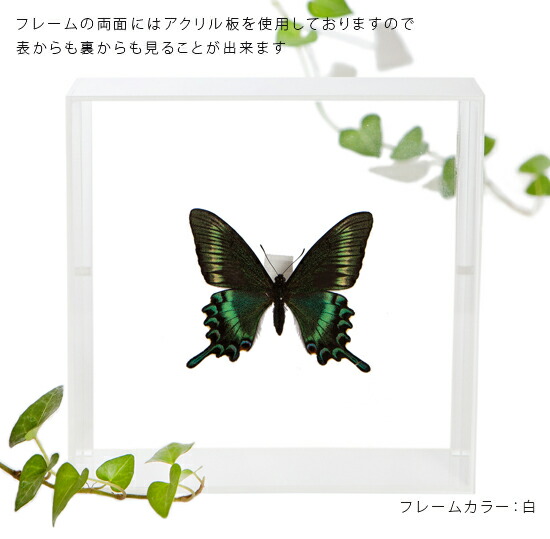 楽天市場】昆虫標本 蝶の標本 ミヤマカラスアゲハ アクリルフレーム