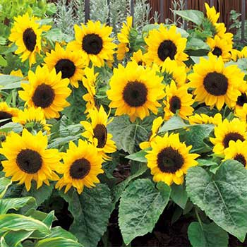 楽天市場】種 矮性（ミニ）ひまわりF1スマイルラッシュ 1袋【タキイ