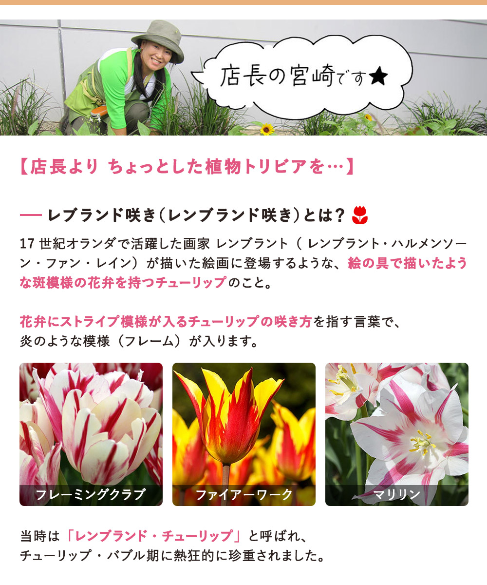 楽天市場】球根 花 人気の枝咲き チューリップ フレーミングクラブ 4球