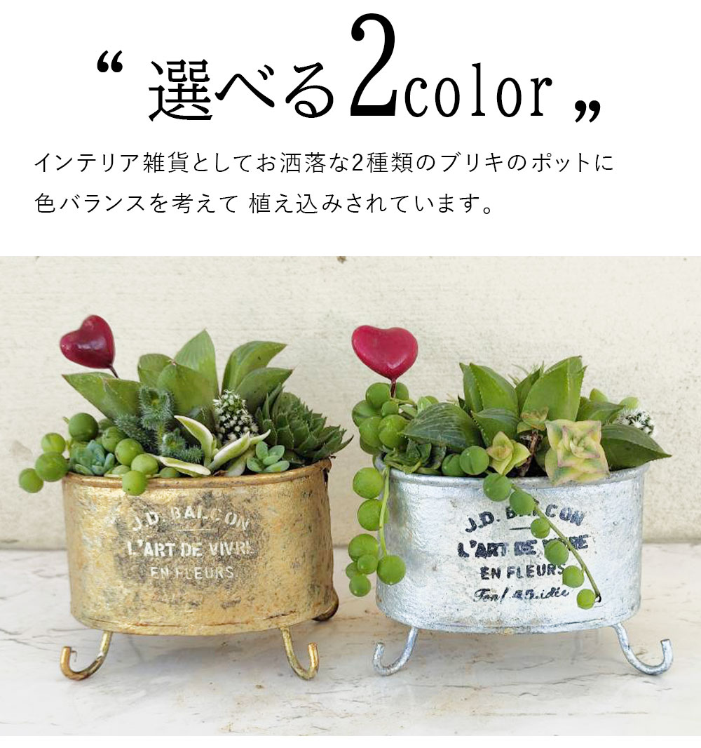 楽天市場】ギフト 多肉植物 プレゼント ブリキ鉢 寄せ植え 選べる2色