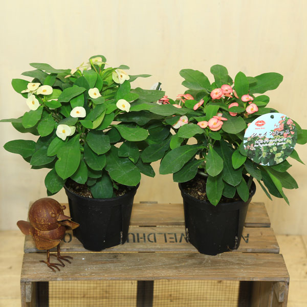 楽天市場】多肉植物：大輪花キリン シャインキッス*ユーフォルビア