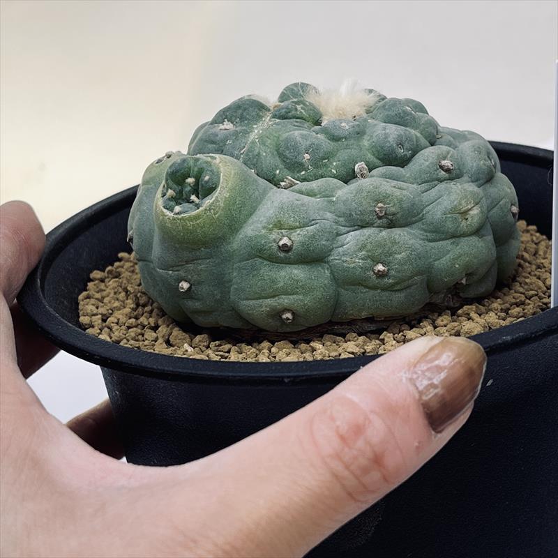 楽天市場】サボテン：ロフォフォラ 銀冠玉 実生*幅8cm 現品！一品