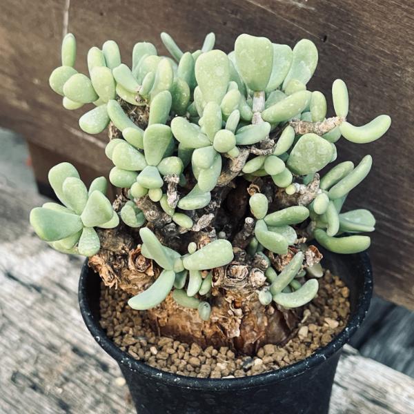 楽天市場】コーデックス：ケラリア ピグマエア 大株*葉幅10cm 現品