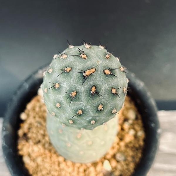 楽天市場】サボテン：テフロカクタス ゲオメトリクス 自根*幅4cm