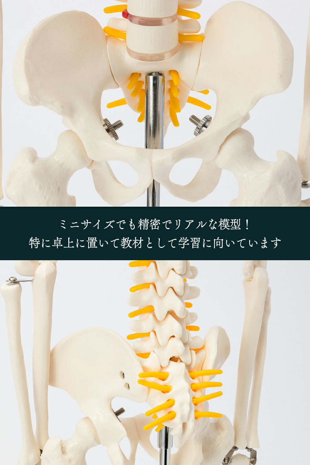 楽天市場】【国際規格認証品】 ミニサイズ 人体模型 骨格模型 85cm