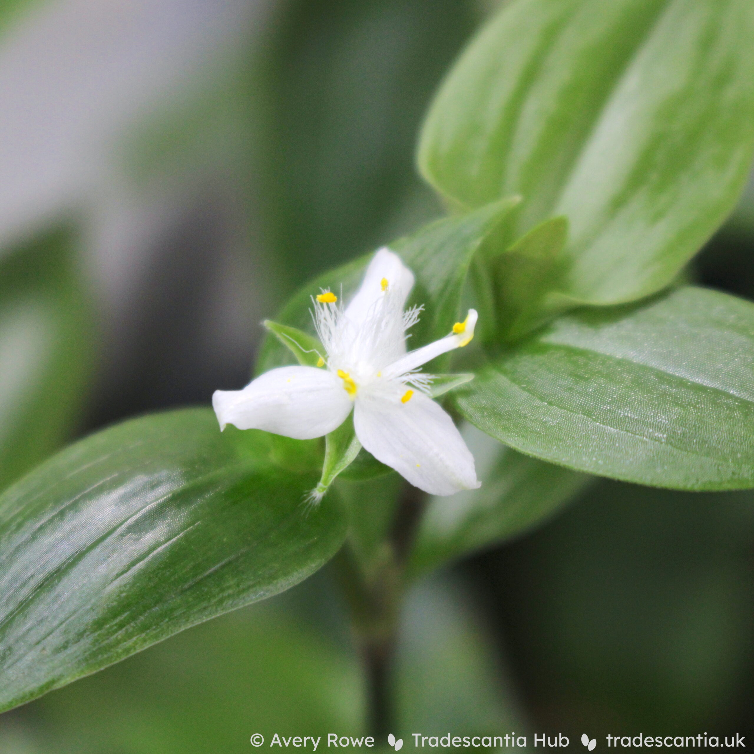 Bicolor' • Tradescantia Hub