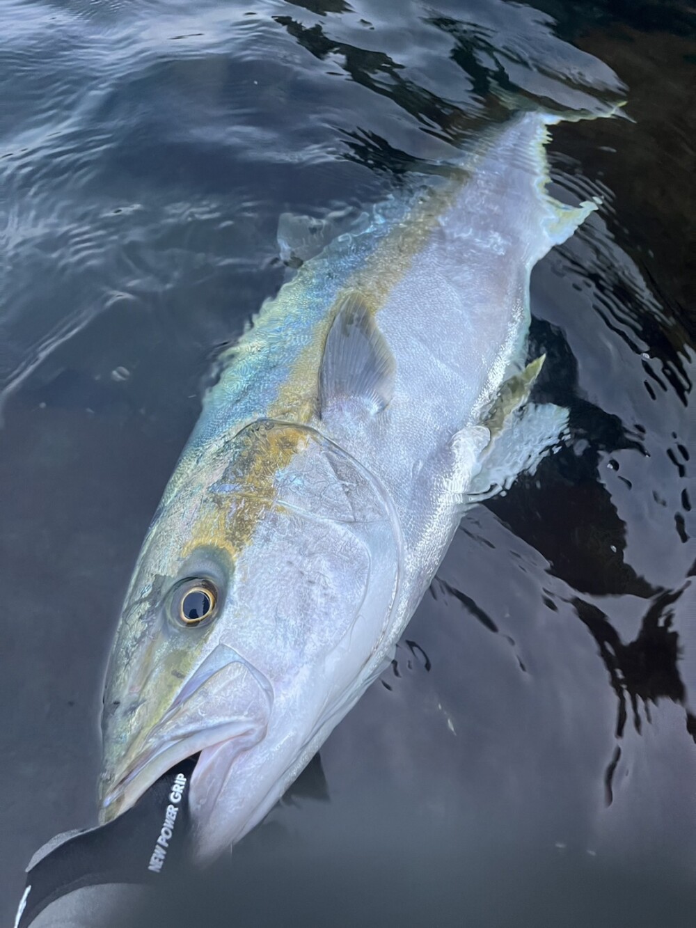 長崎県 ロックショアヒラマサキャスティング (BlackDimension95H