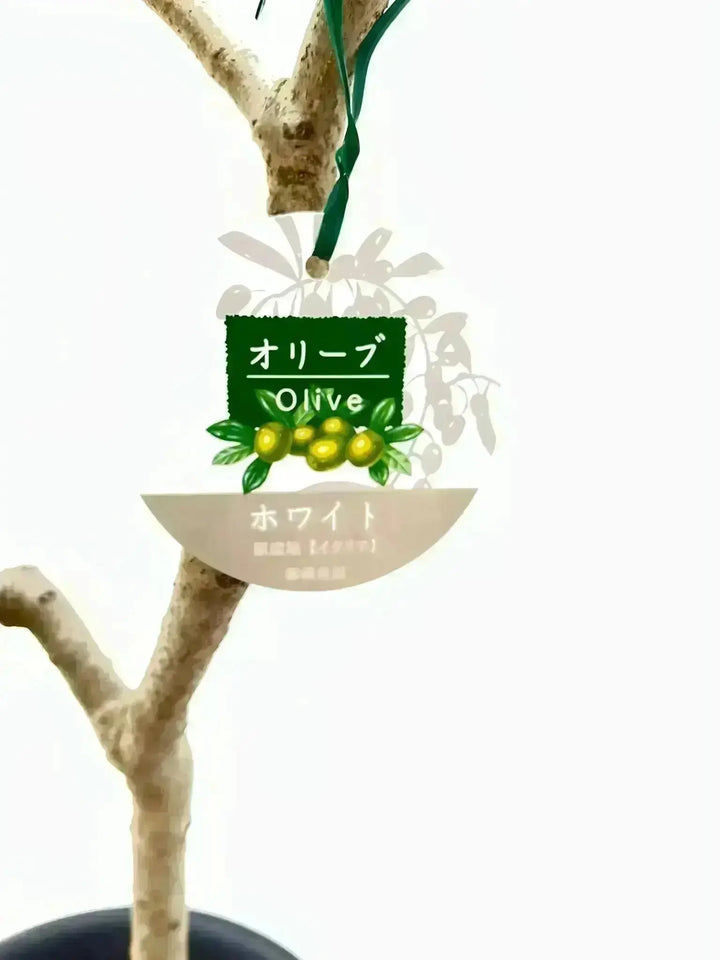 ホワイト Sサイズ 約150cm K-113 オリーブの木 希少品種 - 株式会社鶴亀園