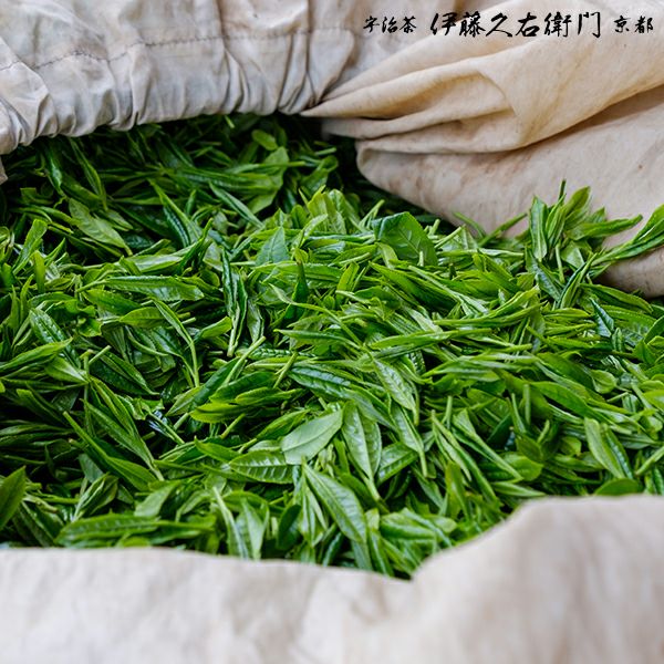 宇治抹茶 碾上 粉末 20g缶入 § てんじょう セレモニアルグレード