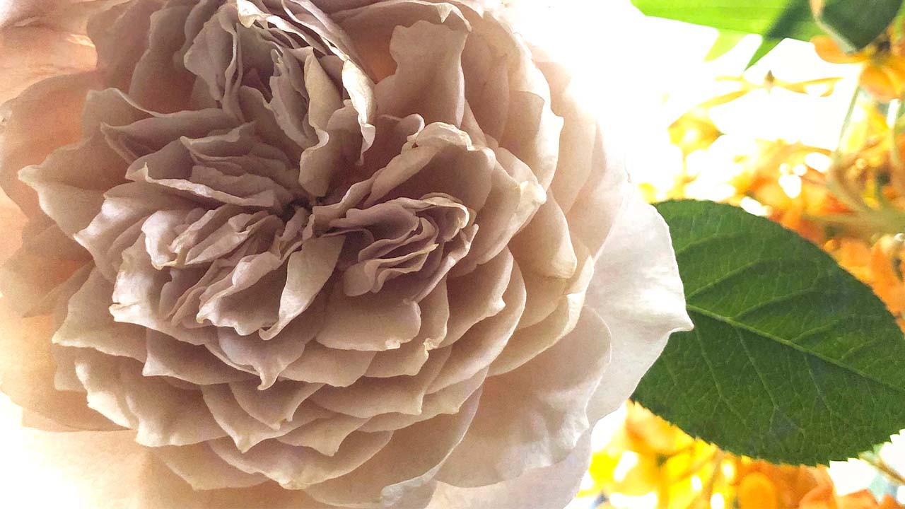 シャルロット・ペリアンというバラをご存知ですか？ | 編集記 | LEON