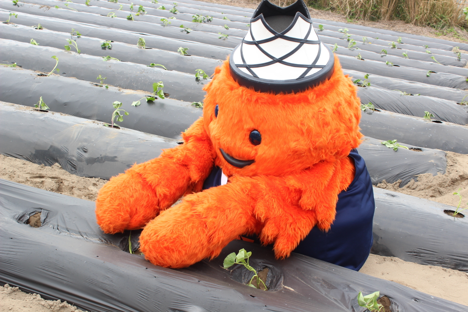 新商品】ベルティのおいもチップス 販売のお知らせ！ | 【公式