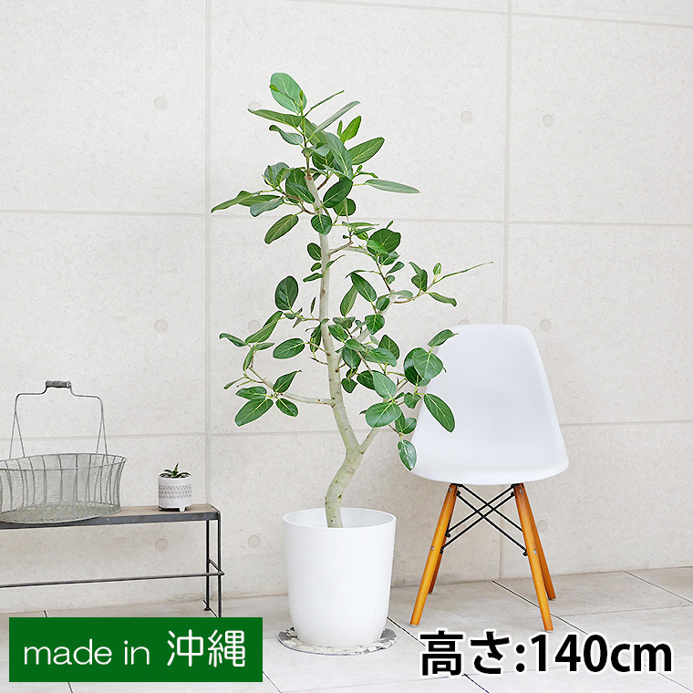 フィカス・ベンガレンシス 8号鉢 観葉植物と植木鉢の専門店cocolate