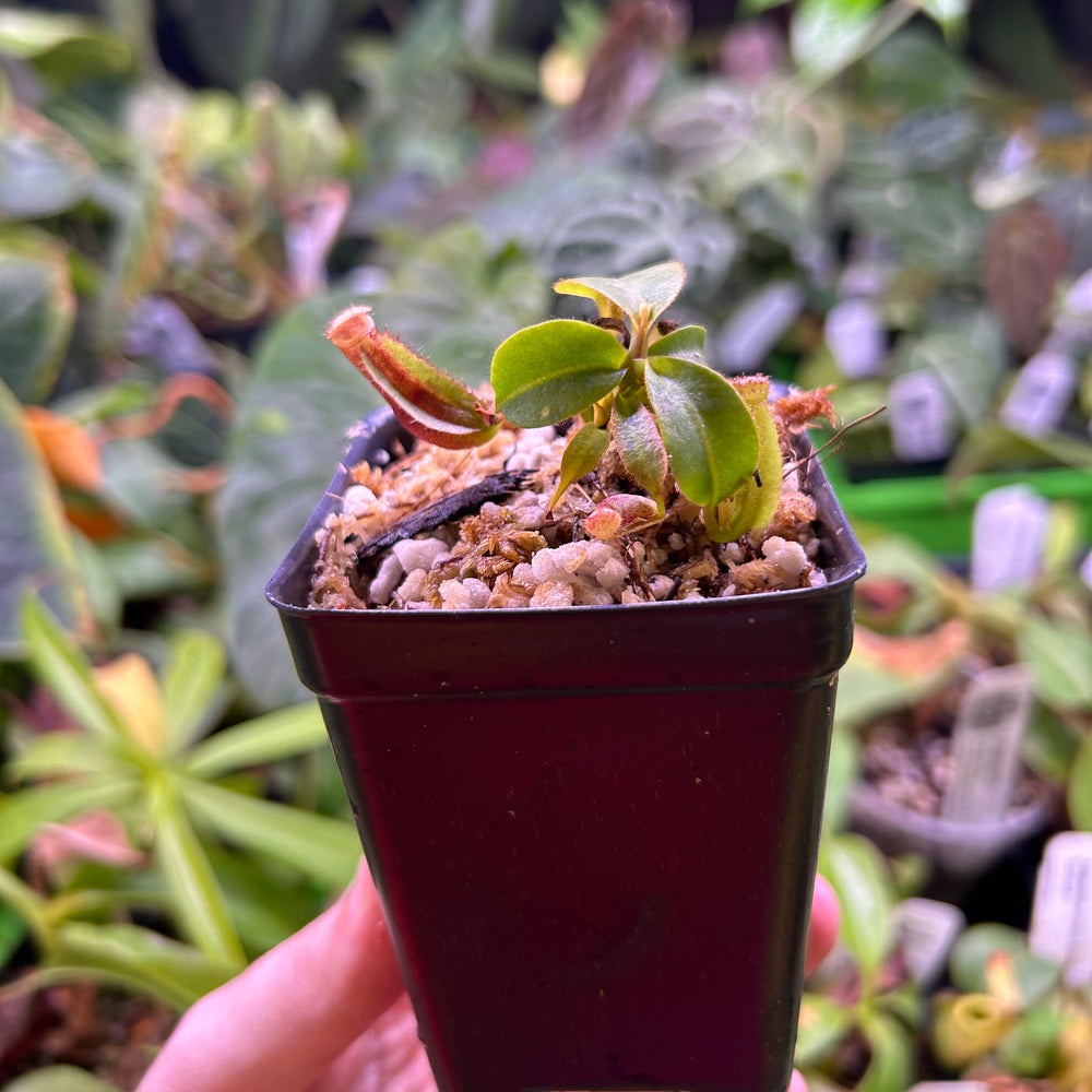 Nepenthes (lowii x veitchii) x clipeata 'Clone 3', CAR-0643