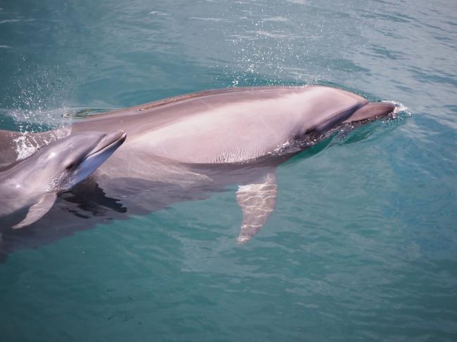 赤ちゃんイルカ誕生！」つくみイルカ島 - 津久見市公式ホームページ