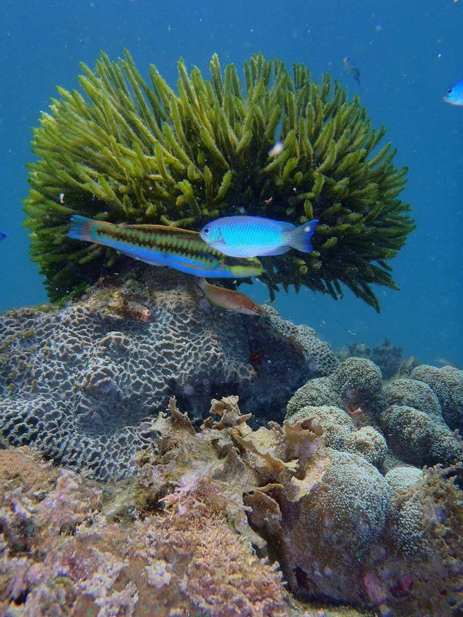 高島サンゴを守ろう - 長崎市ウェブサイト（環境政策課）