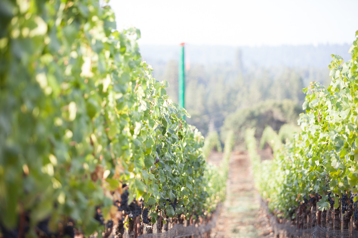 Crossbarn Napa Valley Cabernet Sauvignon | Crossbarn Winery