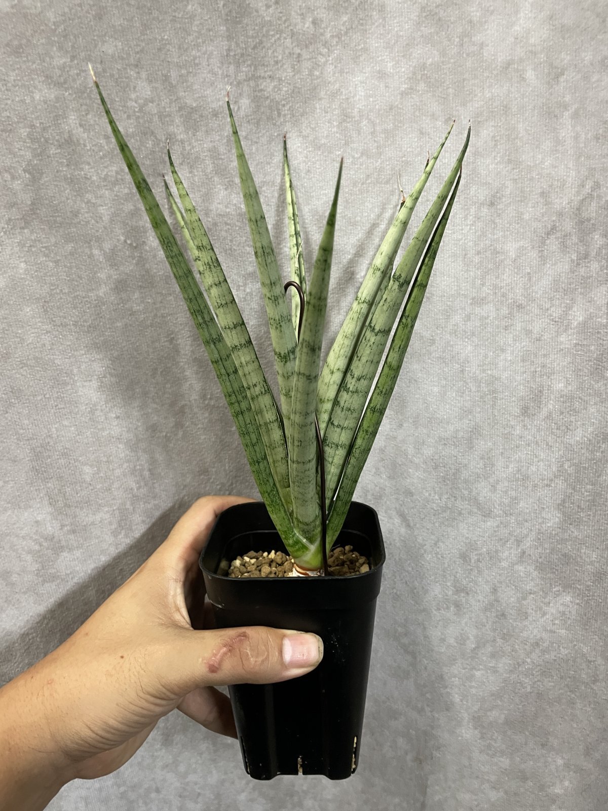 サンスベリア Sansevieria ・ホーレイ(D.Hooray)｜サンスベリア ネット