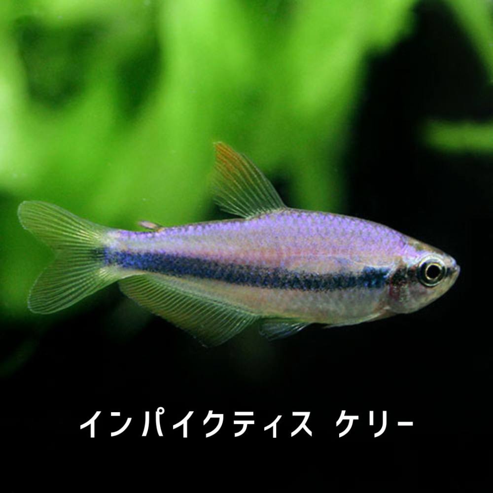 熱帯の魚、木製、紫と青のグラデーション 約30cm 熱帯の魚、木製、紫と青のグラデーション 約30cm 熱帯の魚、木製、紫と