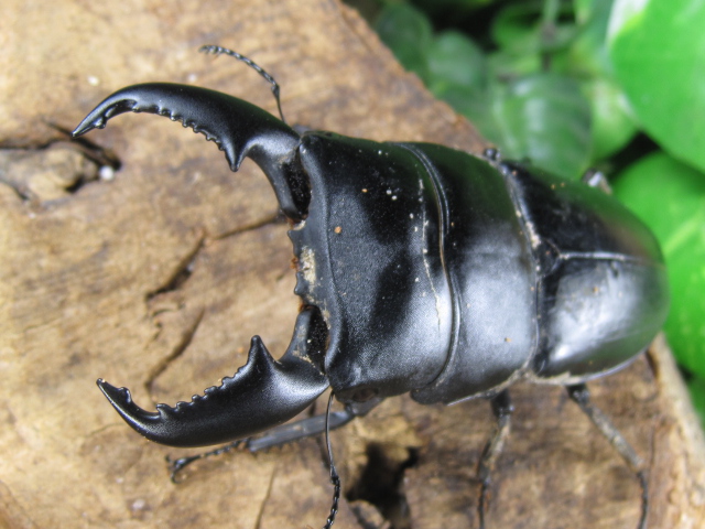 スマトラオオヒラタ/スマトラオオヒラタクワガタ販売/クワガタ販売