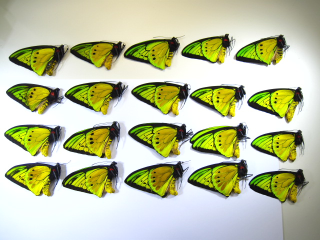 ゴライアストリバネアゲハ・昆虫卸問屋アリスト | 外国産 昆虫