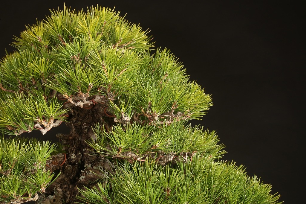 黒松 約80年 | 雨竹亭オンラインショップ