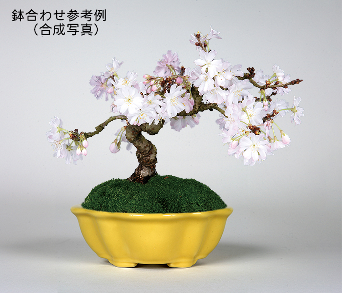 KINBONオリジナル盆栽鉢 木瓜型 | 盆栽、盆栽書籍、盆栽鉢の通販│近代出版