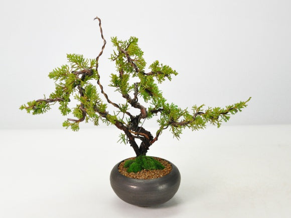 真柏の盆栽 信楽焼金彩丸鉢を販売｜入門は盆栽妙 – 盆栽妙 本店